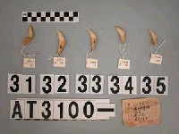 藏品(獸牙)的圖片